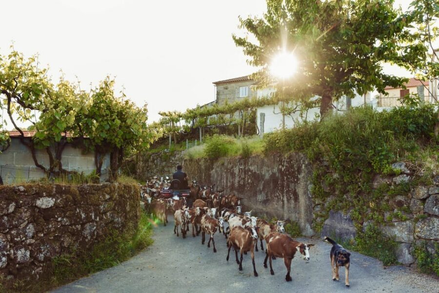 2h Quad Tour • Arcos de Valdevez • Peneda Gerês - Wild Animal Chances: How to Improve Your Odds