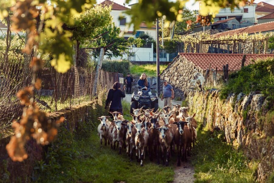 2h Quad Tour • Arcos de Valdevez • Peneda Gerês - Value: Is $128 Worth It for a 2-Hour Off-Road Quad Ride?