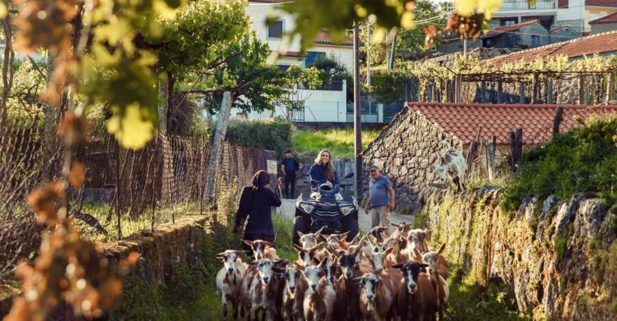 2h Quad Tour • Arcos de Valdevez • Peneda Gerês - The 2-Hour Route: Forest Magic, Uneven Ground, and Medieval Detours