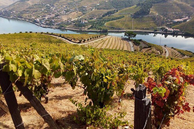 Authentic Douro Valley - small-Group Tour (Max 7) - Lunch at a winery (not included): how to make the meal part of your plan