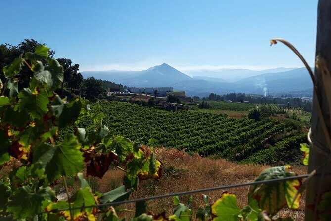 Classic Tasting | Quinta de Santa Cristina Vinho Verde - Winery tour: how grapes become bottled Vinho Verde