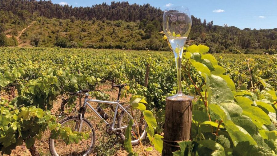 Coimbra: Prior Lucas Wine Experience - The tasting lineup: sparkling, white, red, plus olive oil and appetizers
