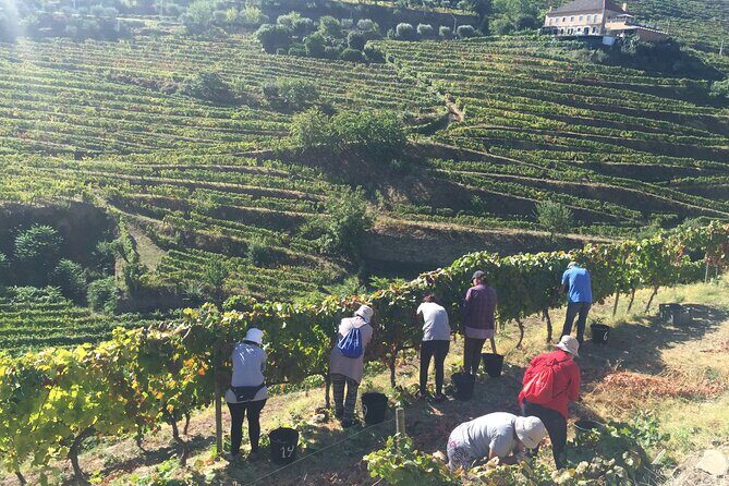 Douro valley Majestic - Booking timing: what 109 days in advance tells you
