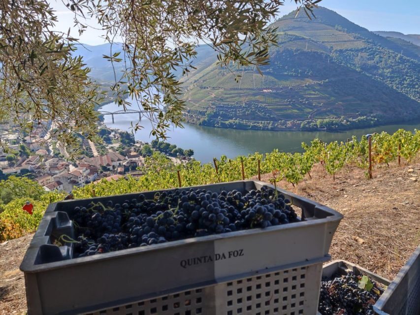 Douro Valley: (Pinhão) Quinta da Foz - Tour&Tasting 5 WINES - Logistics you can handle easily in Pinhão