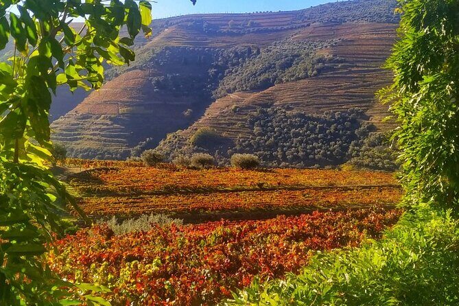Douro Valley Prime Tour: Wine Tastings, Boat & Lunch from Porto - Porto to the Douro: Why This Small-Group Day Starts at 8:15