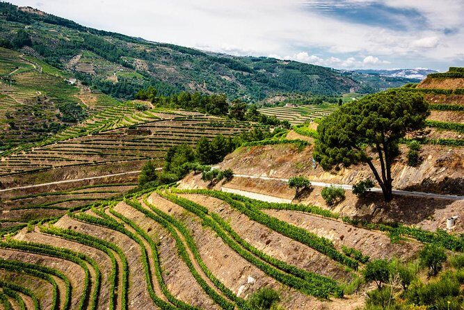 Douro Valley Private Day Trip including Boat Ride & Wine Tasting - Lunch in the Douro Valley: good food, but confirm what’s included