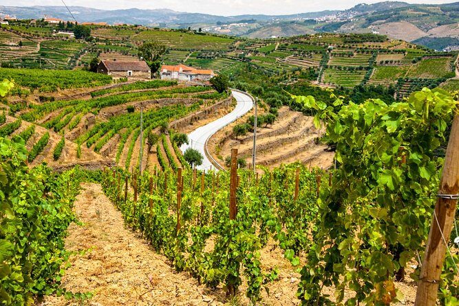 Douro Valley Private Day Trip including Boat Ride & Wine Tasting - Quinta do Infantado: Port and dry wines with a real timeline