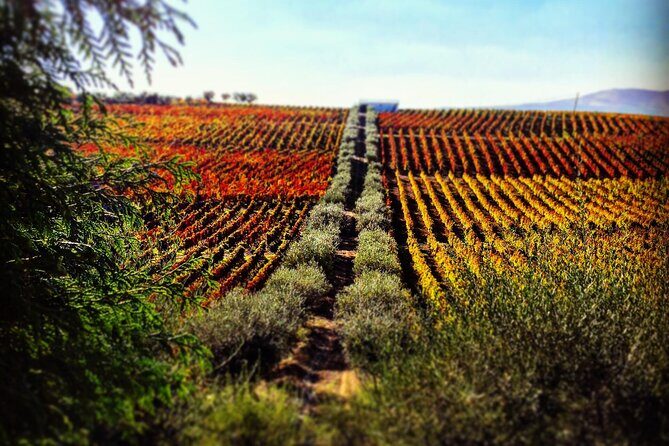 Douro Valley — Private UNESCO Wine & Cultural Experience - Key highlights you’ll feel on the day