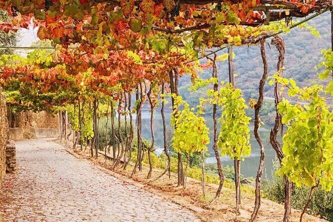Douro Valley — Private UNESCO Wine & Cultural Experience - Comfort and logistics that make the day easier