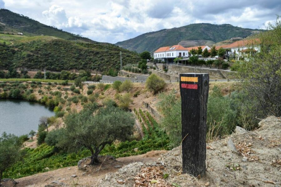 Douro Valley: Quinta do Tedo Wine Experience with Picnic - Picnic under a centennial olive tree, with the Tedo River below