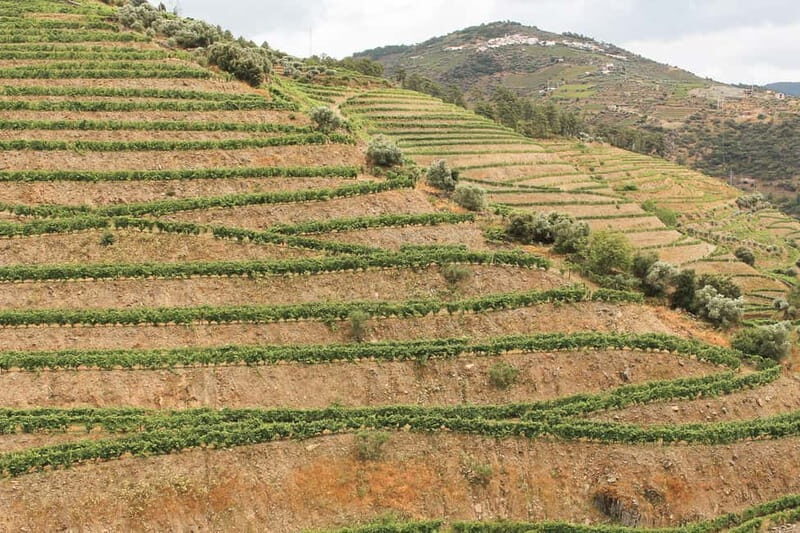 Douro Valley: Real Small-Group, Wine Tasting, Lunch & Boat - The Day’s Timing: A Full 9 Hours That Stays Friendly