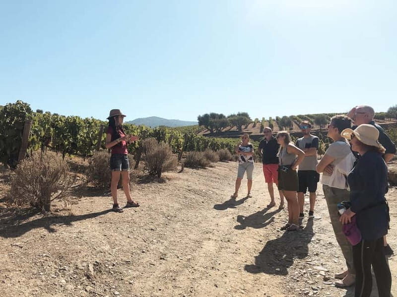 Douro Valley: Real Small-Group, Wine Tasting, Lunch & Boat - Price and Value: What $164 Gets You (and What It Doesn’t)