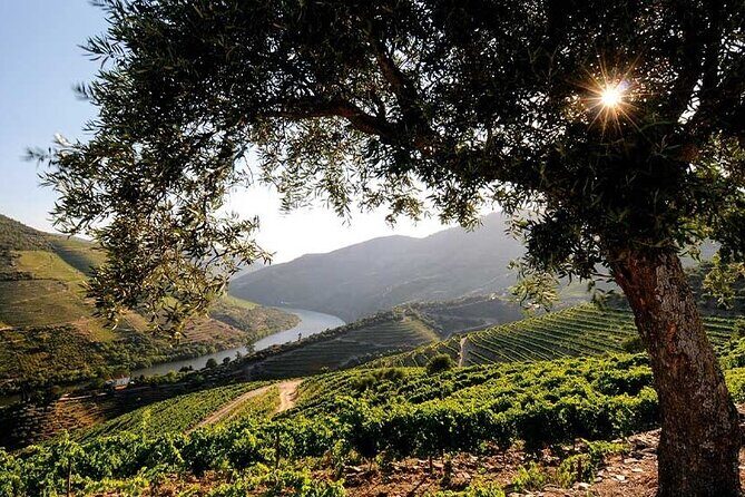 Douro Valley Small-Group Tour: 2 Wineries, Lunch, Optional Cruise - Winery stop 2: Port tastings (plus the fun extras)