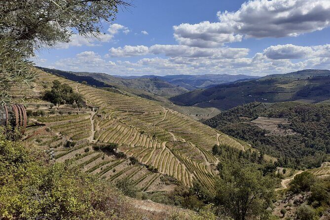 Douro Valley Small-Group Tour: 2 Wineries, Lunch, Optional Cruise - Port tastings done right: how to get more out of each glass