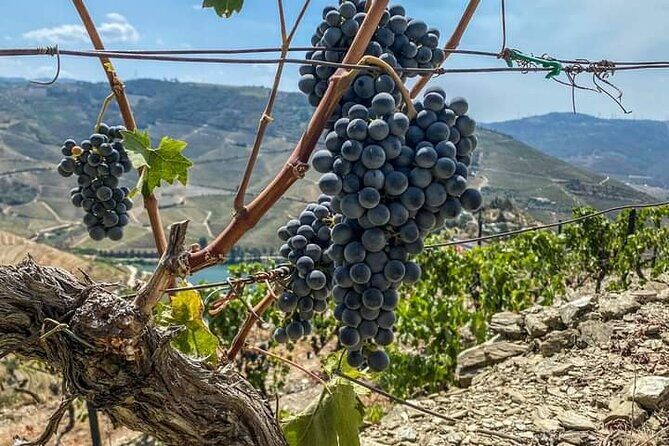 Douro Valley Small-Group Tour: 2 Wineries, Lunch, Optional Cruise - Small-group touring (max 8) and the guide factor
