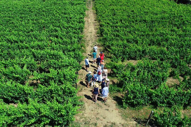 Douro Valley Tour - 3 Wine tastings, Lunch & river Cruise - Porto to Douro: What This Tour Does Better Than DIY