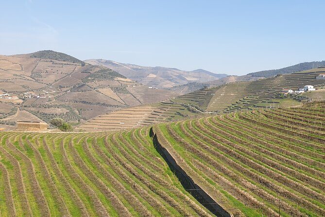 Douro Valley Tour Wine and breathtaking views - Wine tastings, what you pay for, and how to pace your appetite