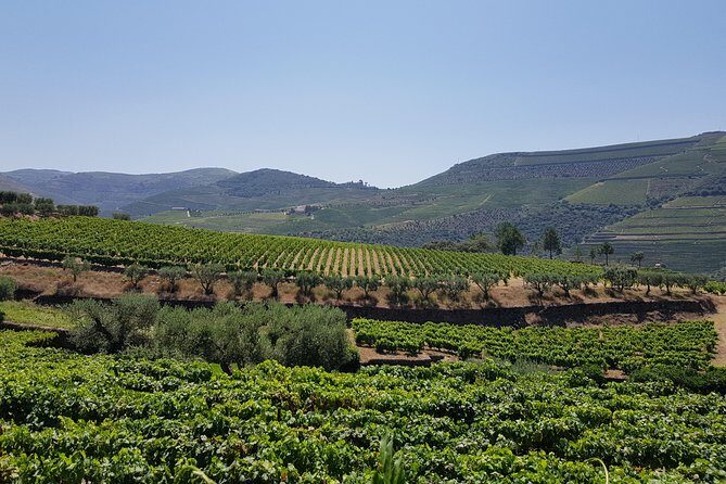 Douro Valley Wine Tour: 3 Vineyard Visits, Wine Tastings, Lunch - What Three Tastings Really Mean: DOC, Port, and how much wine to expect
