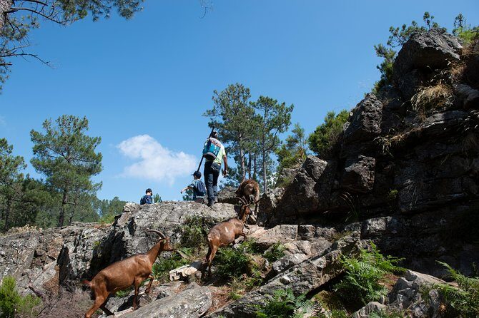 Fisgas de Ermelo Trail - Cabra Bravia and the animal-side of the walk