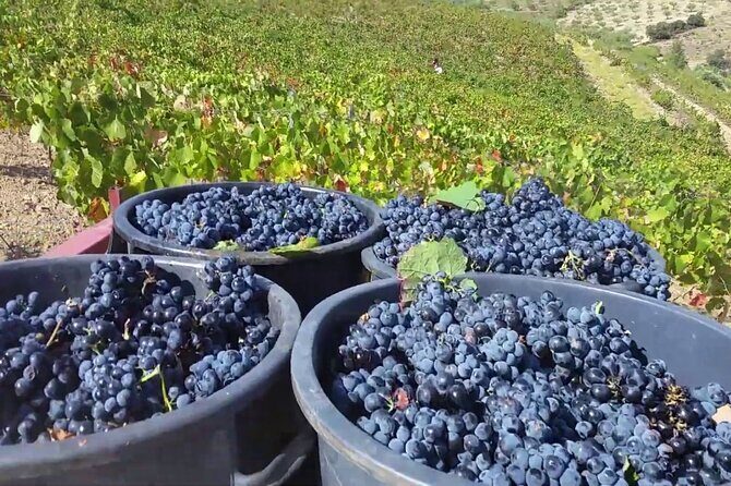 From Porto: Douro Valley Tour with 2 Wineries, Lunch and Cruise - Price and value: what $138.78 gets you in the real world