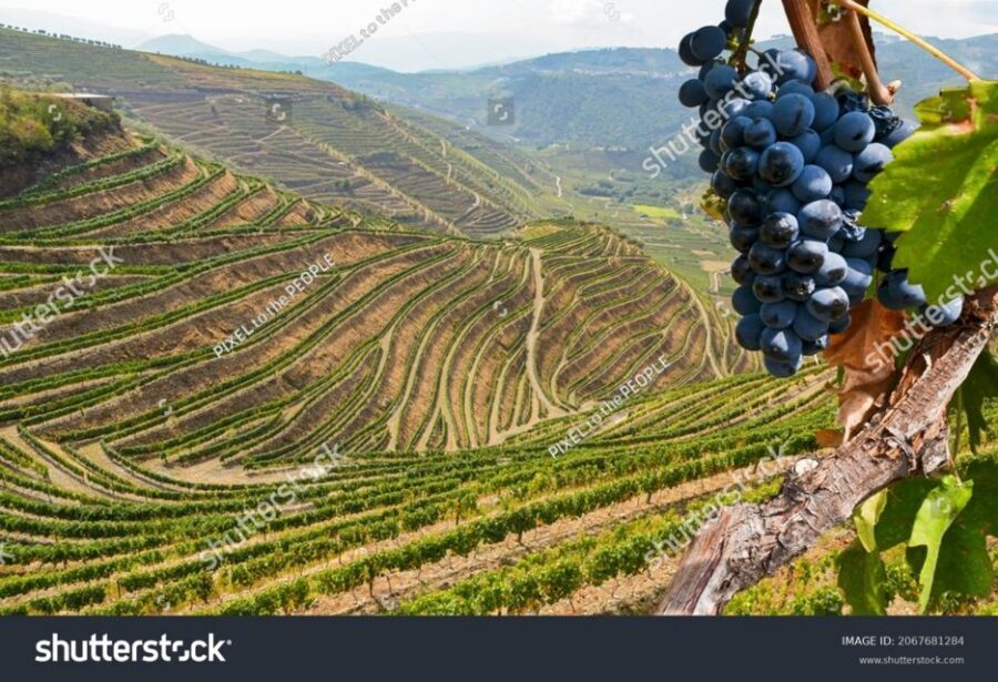 From Porto: Full-Day Douro Historical Tour - Douro Valley Vineyards and Port Tasting in the Alijó Hills