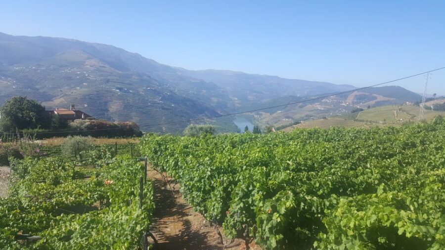 From Porto: Private Douro Valley Tour with Booking Service - Price and value: what $411 per group up to 4 really buys