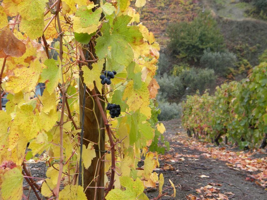 From Porto: Private Douro Valley Tour with Booking Service - Stop at Casa de Casal de Loivos: a short hit of context