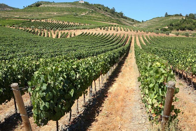 Genuine Douro Valley Tour: Visit 2 Wineries, Lunch & River Cruise - A Porto to Douro day built around the river