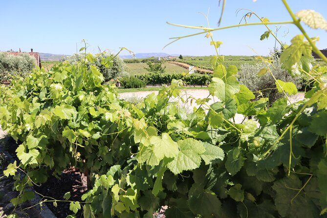 Genuine Douro Valley Tour: Visit 2 Wineries, Lunch & River Cruise - Quinta do Cume: the second vineyard stop that keeps it interesting