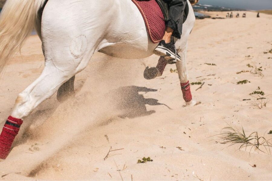 Horseback Riding Tour - Pace expectations: don’t hunt for speed, hunt for control