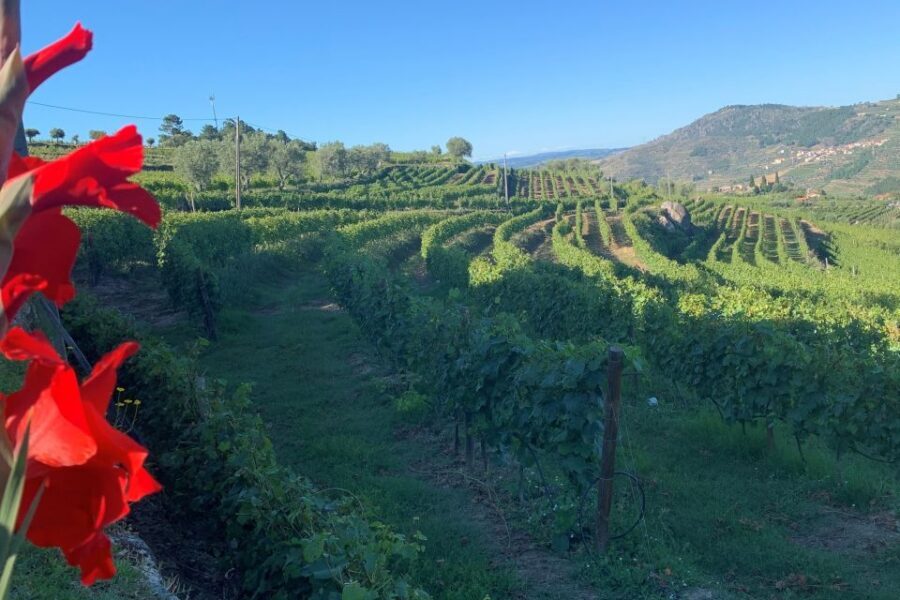 Lamego: Quinta da Portela de Baixo Winery Tour and Tasting - Quinta da Portela de Baixo: a small-estate feel in Lamego
