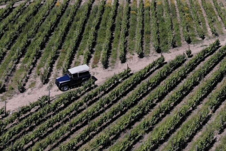 Lamego: Quinta da Portela de Baixo Winery Tour and Tasting - The Wine Cellar Museum: 200 years in one guided walk