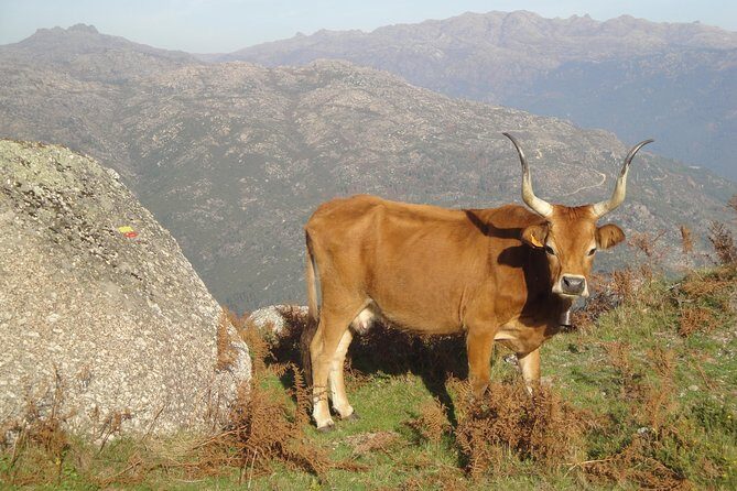Peneda-Gerês National Park - Nature & Tastings - - Roman history and valley storytelling in the afternoon