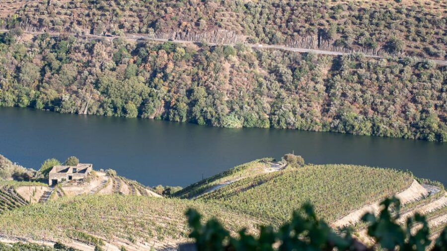 Pinhão: Quinta da Formigosa Vineyard Tour and Wine Tasting - Practical tips so your 90 minutes feel smooth