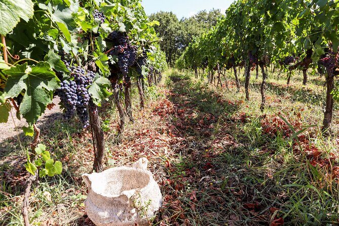 Porto: Douro Valley, 2 Wine Regions, Sommelier, Boat Trip & Lunch - Pinhão Boat Cruise: One Hour That Changes How You See the Valley