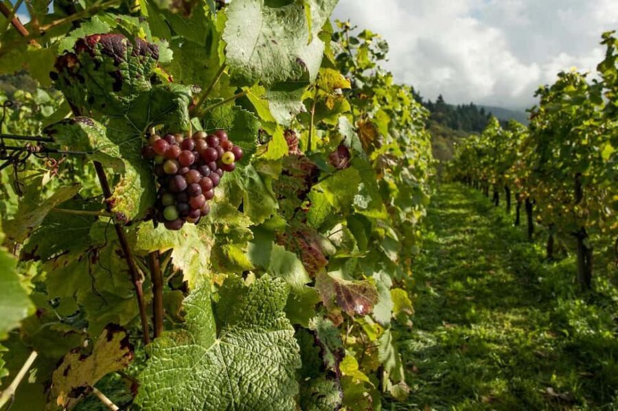 Porto: Douro Valley Tour at 2 Wineries with Lunch and Cruise - Should You Book This Douro Valley Tour?