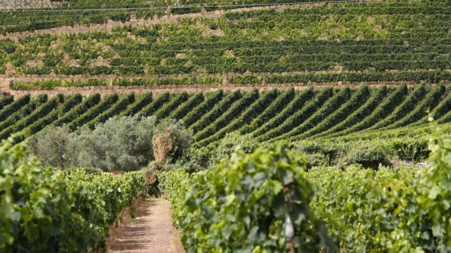 Porto: Douro Valley Tour at 2 Wineries with Lunch and Cruise - Who This Tour Fits Best (and Who Might Want a Different Plan)