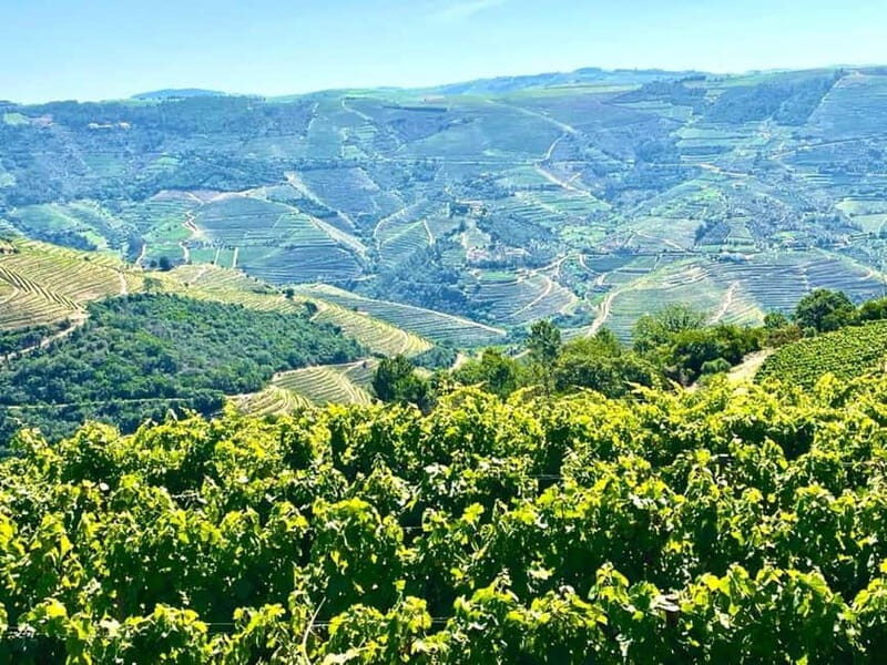 Porto: Douro Valley Tour with 3 Wineries and Lunch - Views, Photos, and Time to Actually Look