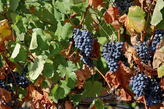 Porto: Douro Valley Wine Tour Including Lunch - The viewpoint break near Pinhão: photos you’ll actually want
