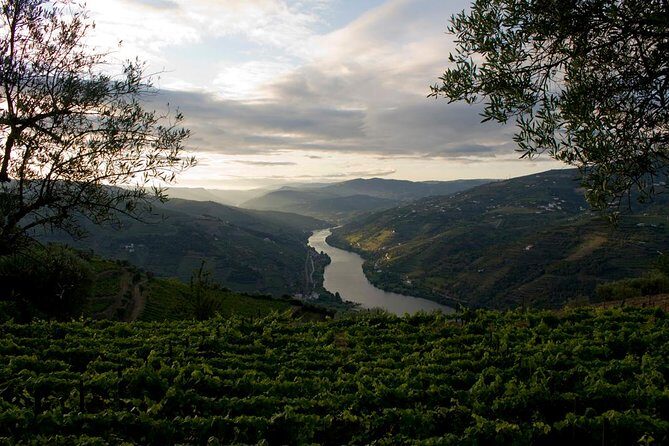 Porto: Douro Valley Wine Tour Including Lunch - Driving the iconic National Road 222 for the classic Douro views