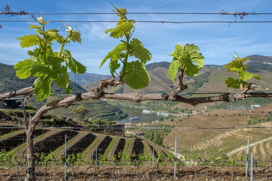 Porto: Douro Valley Wine Tour with a Sommelier & Boat Trip - The second winery in the Douro hills: DOC wines, Port aging, and a fifth generation