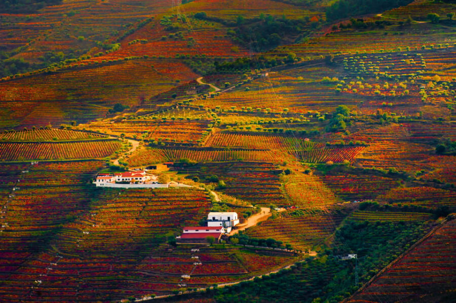 Porto: Douro Valley Wine Tour with a Sommelier & Boat Trip - About the pace, group size, and what you truly get for $127