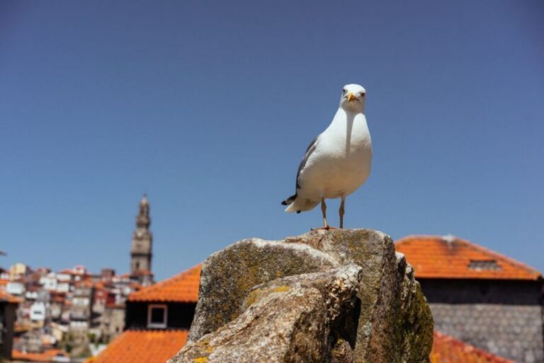 Porto: Harry Potter’s Inspiration Tour - Meeting at São Bento and Getting Oriented Fast