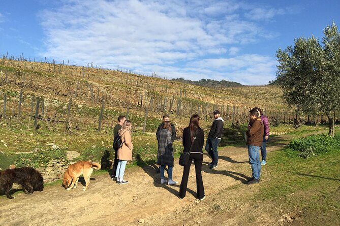 Premium Douro Valley Small-Group Tour, Wine Tasting, Lunch & Boat - Quinta do Panascal: a Port tasting you can actually follow