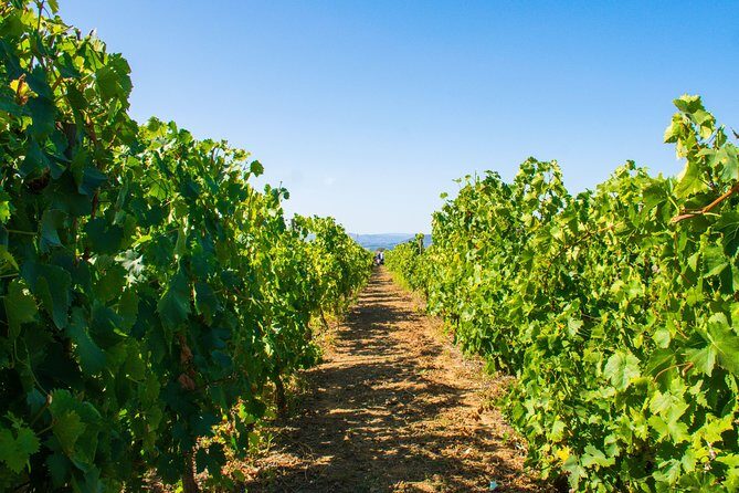 Premium Private Douro Tour: 3 Wineries with Tastings & Lunch - Stop 1: Quinta de Avessada in Favaios and the Moscatel highlight