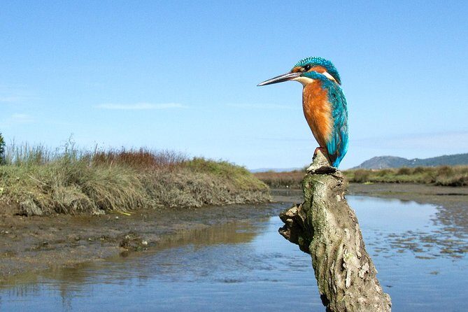 Private Birdwatching from Porto - Key highlights at a glance