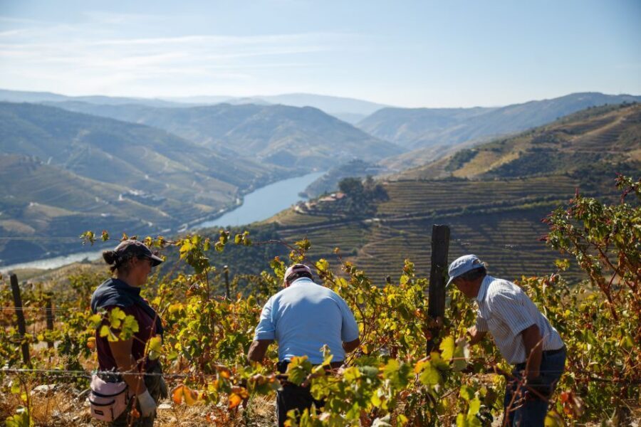Private Douro Valley 4WD Tour with Wine Tasting and Picnic - Comfort reality check: who should book, and who should skip