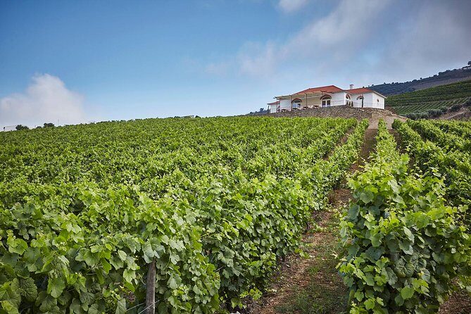 Private Douro Valley visit to three vineyards with Lunch from Porto - The Drive Through the Douro: National Road 222 and the Pinhão View Factor