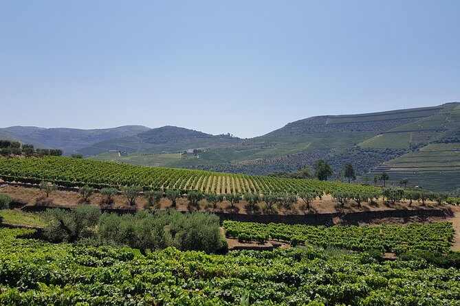 Private Douro Valley visit to three vineyards with Lunch from Porto - What You’ll Taste: Wines, Ports, and Small Local Extras