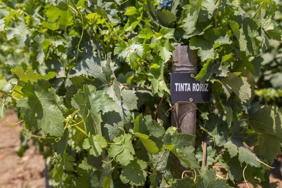 Régua: Wine Tasting at a Farm, Traditional Lunch, Cruise and Train - Boat cruise from Régua to Pinhão: time for the river to work its magic